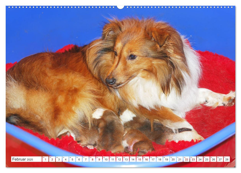 Sheltie - Ein Stück vom Glück (CALVENDO Wandkalender 2025)