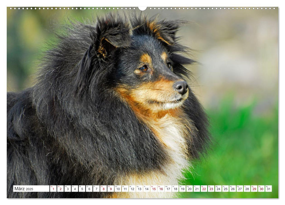 Sheltie - Ein Stück vom Glück (CALVENDO Wandkalender 2025)