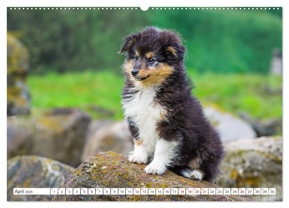 Sheltie - Ein Stück vom Glück (CALVENDO Wandkalender 2025)