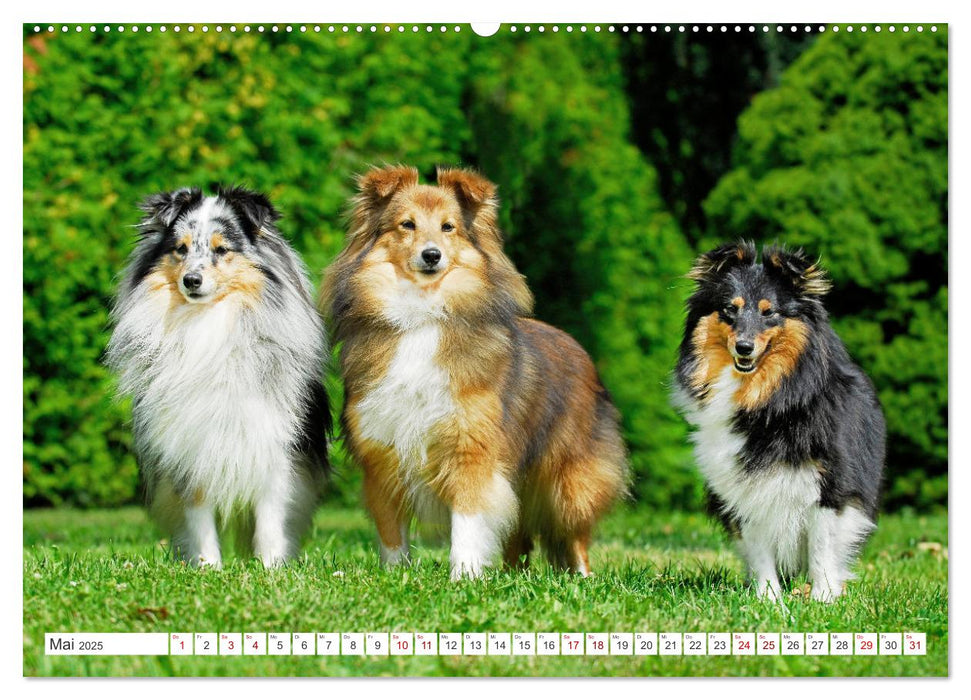 Sheltie - Ein Stück vom Glück (CALVENDO Wandkalender 2025)