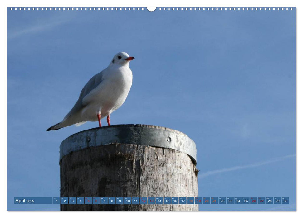 Maritimer Küstenzauber (CALVENDO Wandkalender 2025)