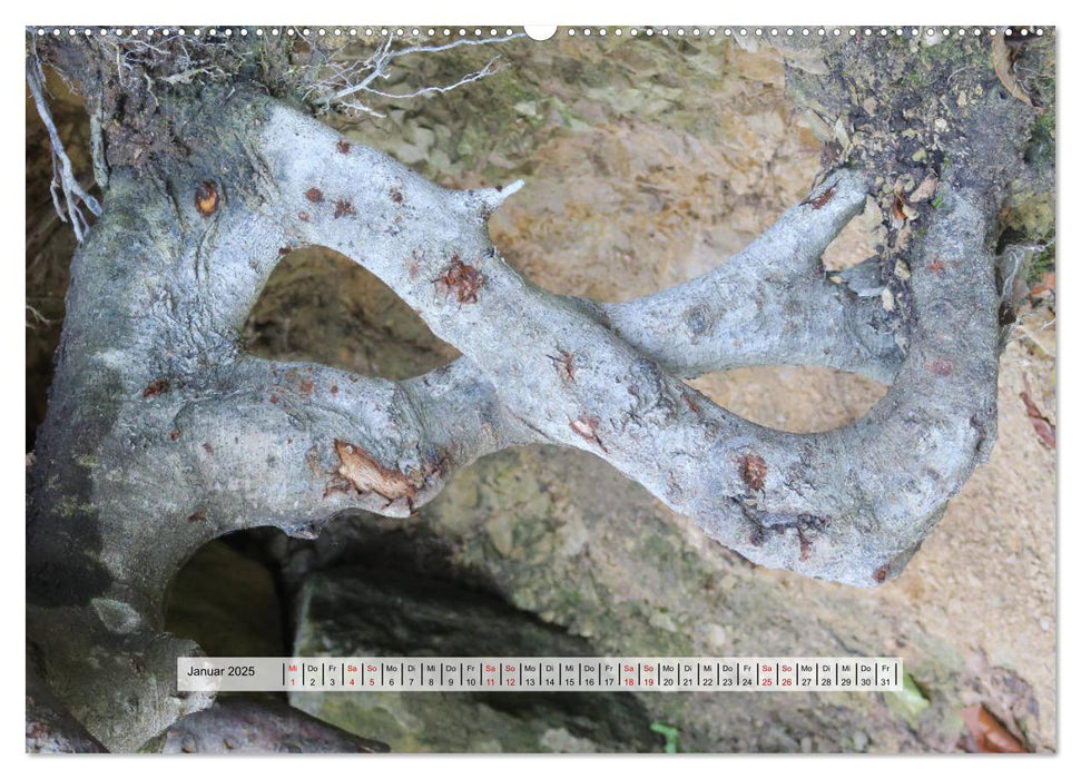 organische Strukturen Abstrakte Formen der Natur (CALVENDO Premium Wandkalender 2025)