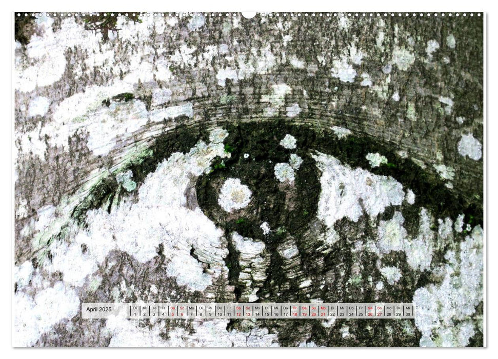 organische Strukturen Abstrakte Formen der Natur (CALVENDO Premium Wandkalender 2025)