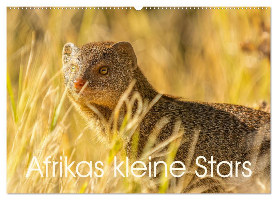 Afrikas kleine Stars (CALVENDO Wandkalender 2025)