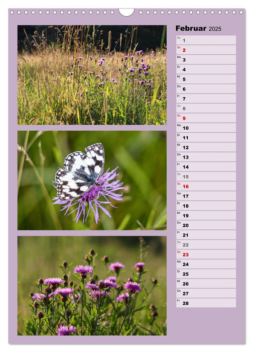 Farbenzauber, bunte Wiesen und bunte Falter (CALVENDO Wandkalender 2025)