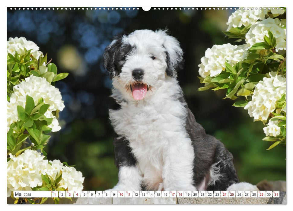 In der Kinderstube bei Familie Bobtail (CALVENDO Wandkalender 2025)