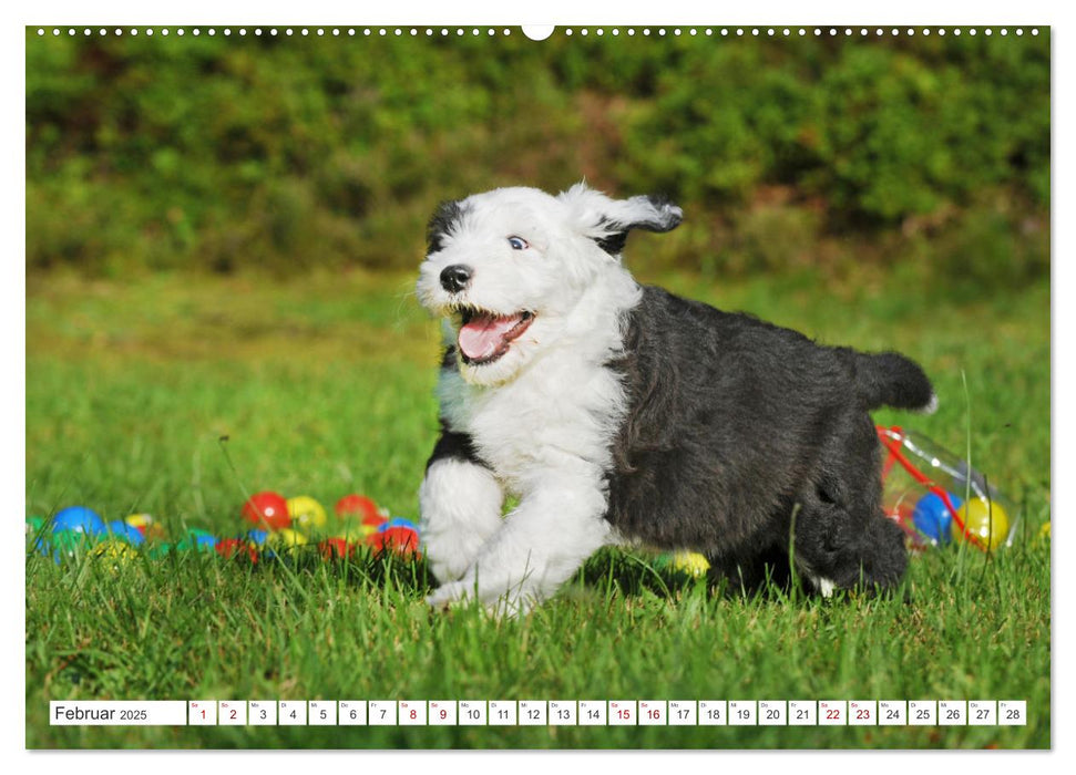 In der Kinderstube bei Familie Bobtail (CALVENDO Premium Wandkalender 2025)