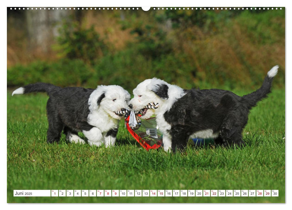 In der Kinderstube bei Familie Bobtail (CALVENDO Premium Wandkalender 2025)