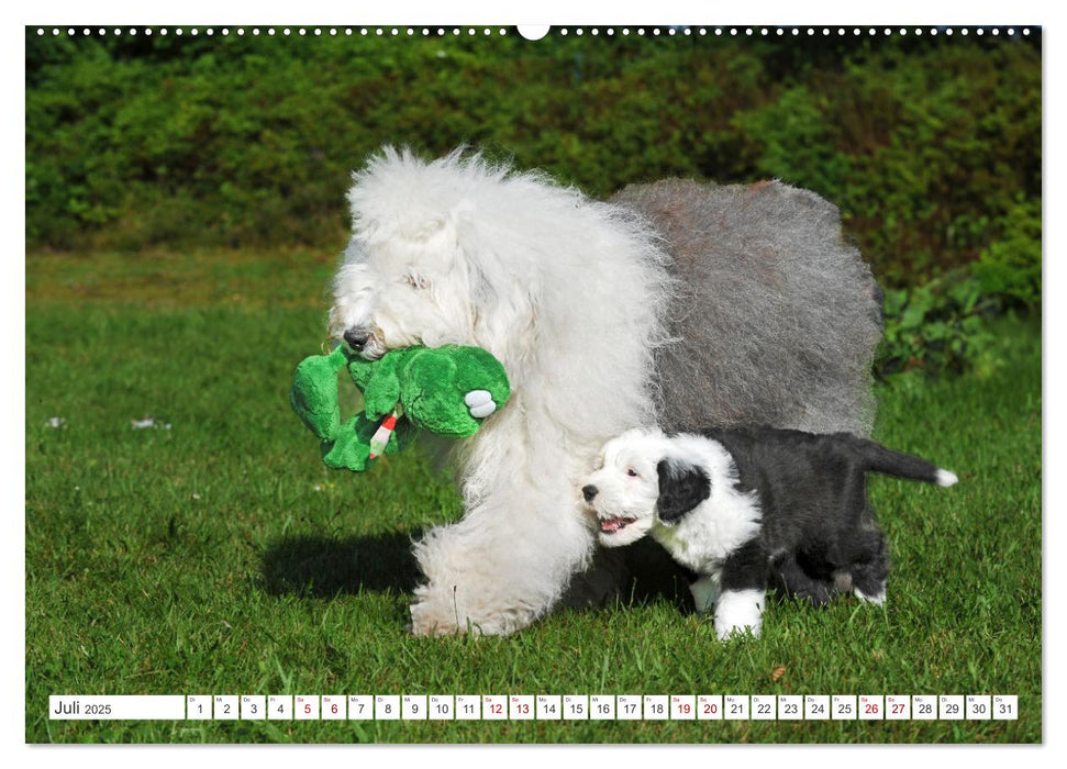 In der Kinderstube bei Familie Bobtail (CALVENDO Premium Wandkalender 2025)