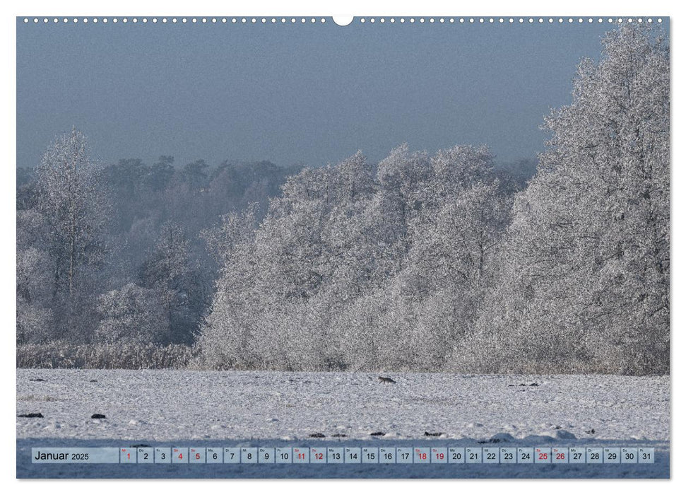 Impressionen aus Mecklenburg - Vorpommern (CALVENDO Wandkalender 2025)