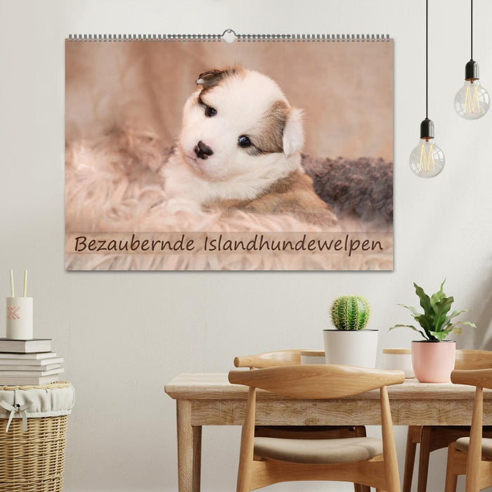 Bezaubernde Islandhundewelpen (CALVENDO Wandkalender 2025)