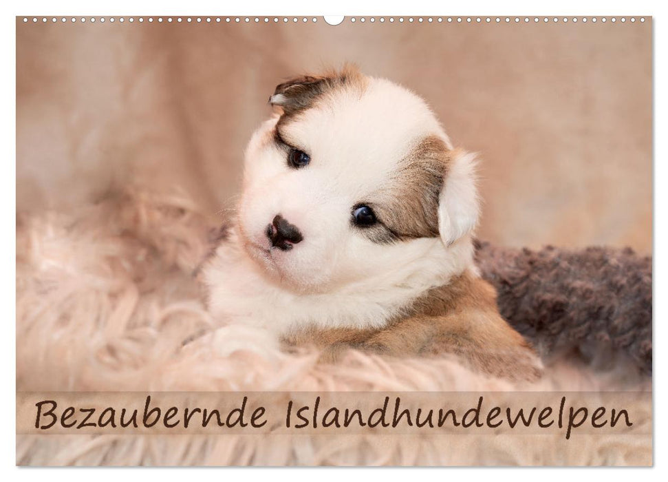 Bezaubernde Islandhundewelpen (CALVENDO Wandkalender 2025)