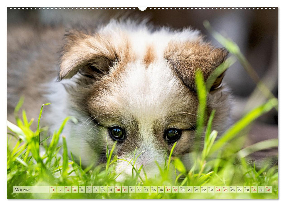 Bezaubernde Islandhundewelpen (CALVENDO Premium Wandkalender 2025)