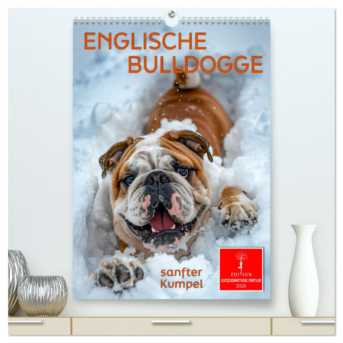 Englische Bulldogge - sanfter Kumpel (CALVENDO Premium Wandkalender 2025)