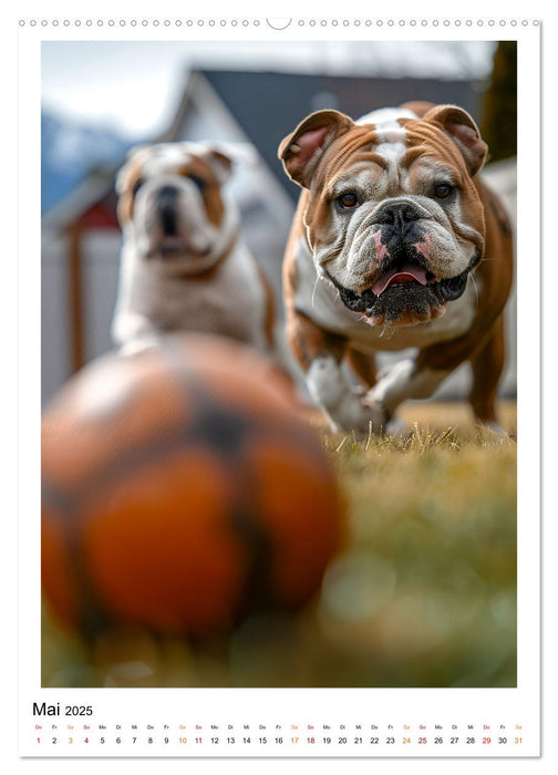 Englische Bulldogge - sanfter Kumpel (CALVENDO Premium Wandkalender 2025)