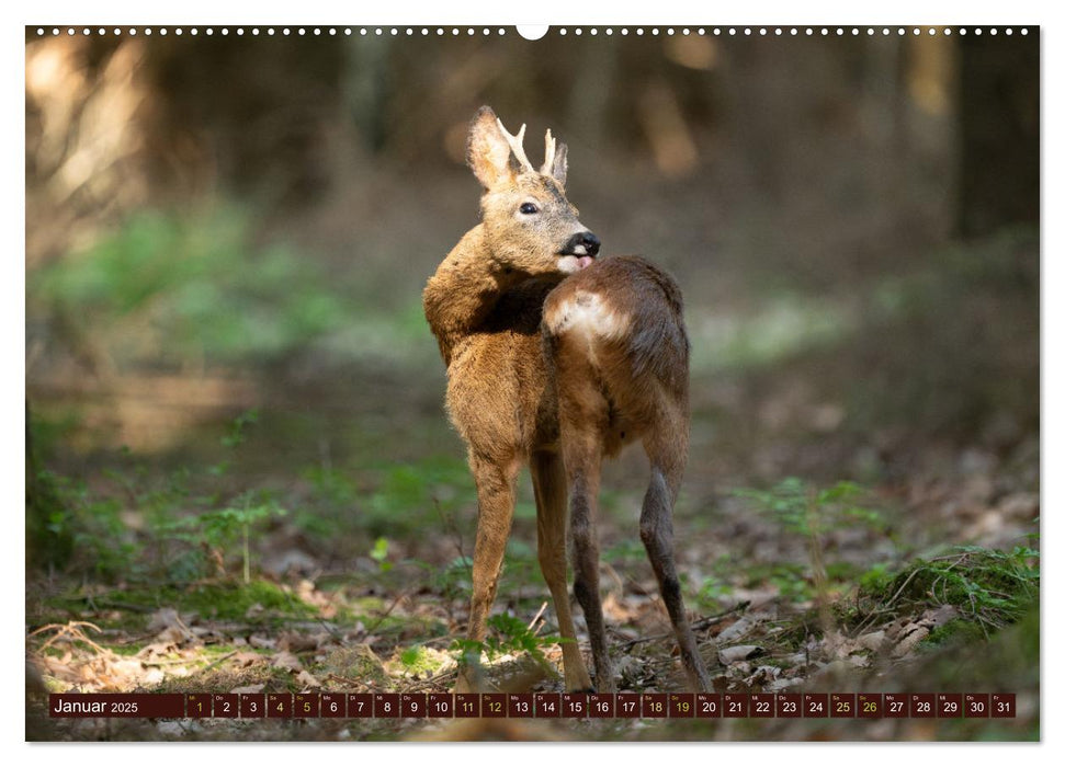 Zauberhafte Wesen - anmutiges Rehwild (CALVENDO Wandkalender 2025)