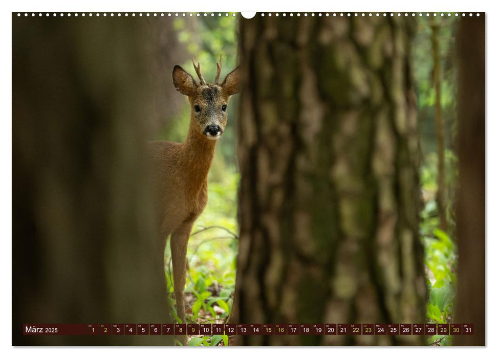 Zauberhafte Wesen - anmutiges Rehwild (CALVENDO Wandkalender 2025)