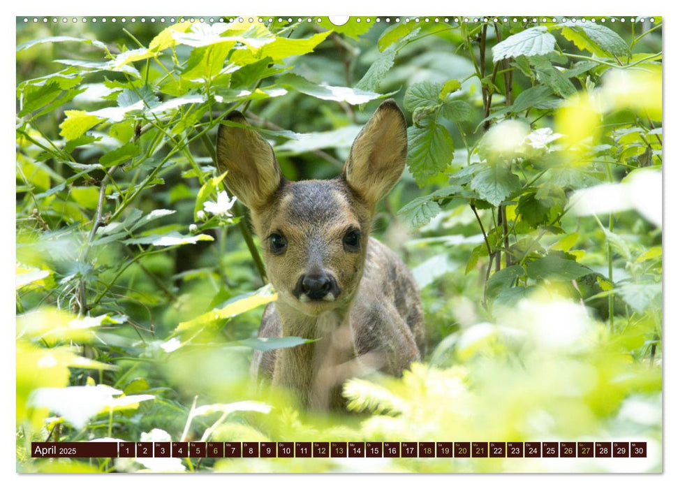 Zauberhafte Wesen - anmutiges Rehwild (CALVENDO Wandkalender 2025)