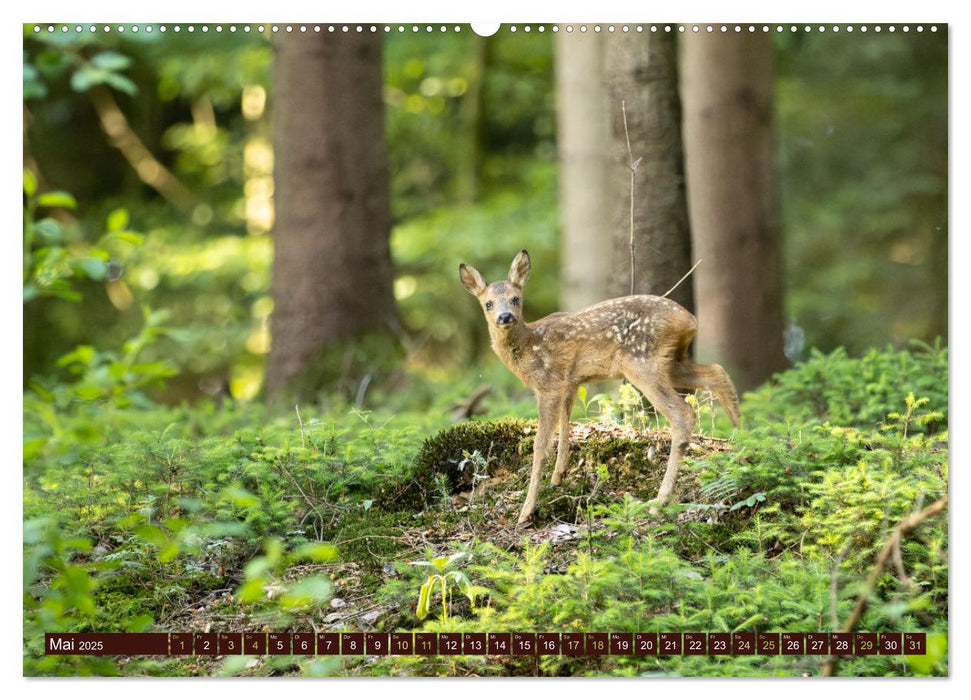 Zauberhafte Wesen - anmutiges Rehwild (CALVENDO Wandkalender 2025)