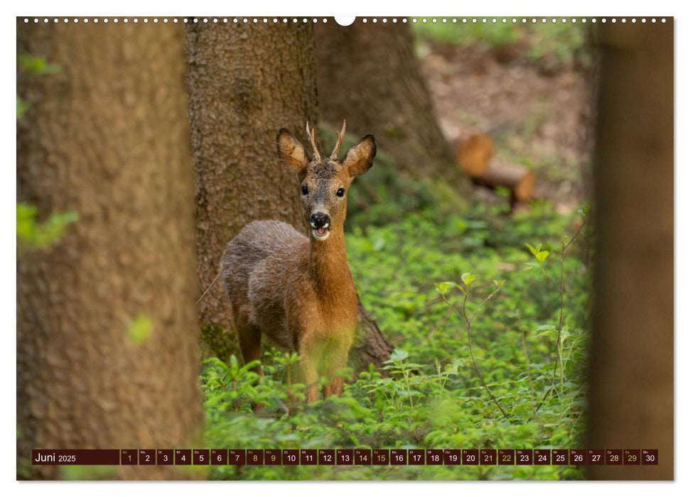 Zauberhafte Wesen - anmutiges Rehwild (CALVENDO Premium Wandkalender 2025)