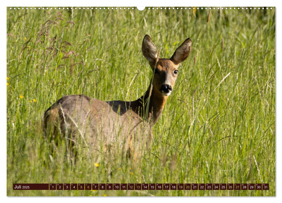 Zauberhafte Wesen - anmutiges Rehwild (CALVENDO Premium Wandkalender 2025)