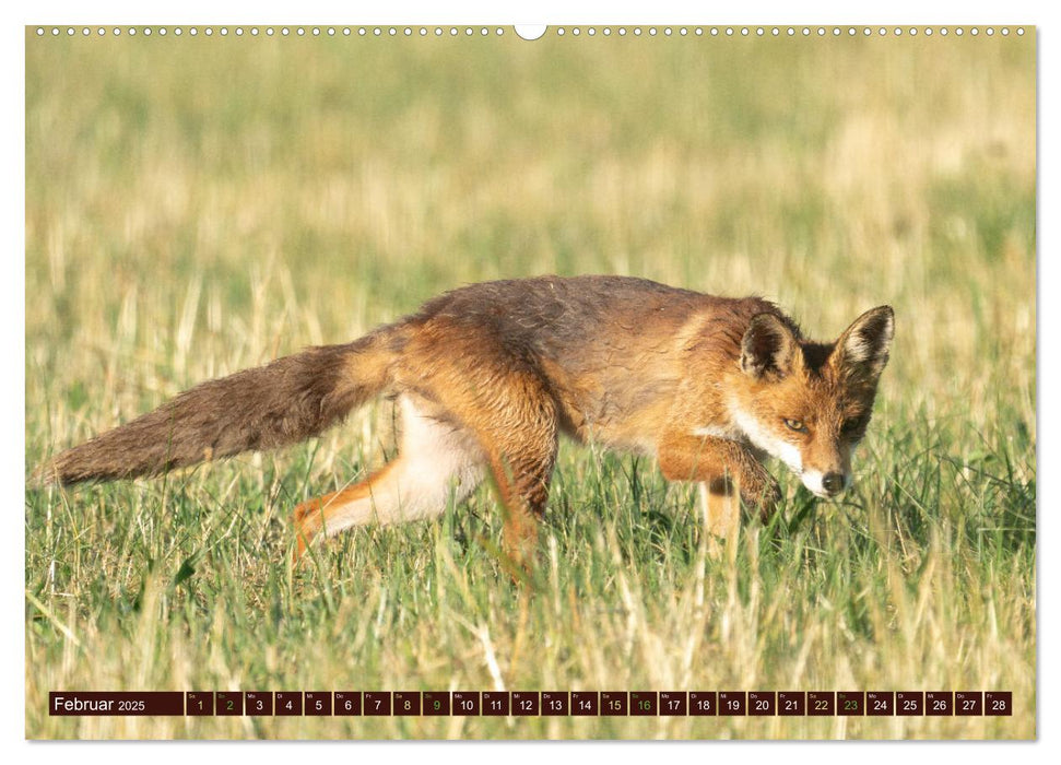 Zauberhafte Wesen - Reineke Fuchs und Meister Lampe (CALVENDO Premium Wandkalender 2025)