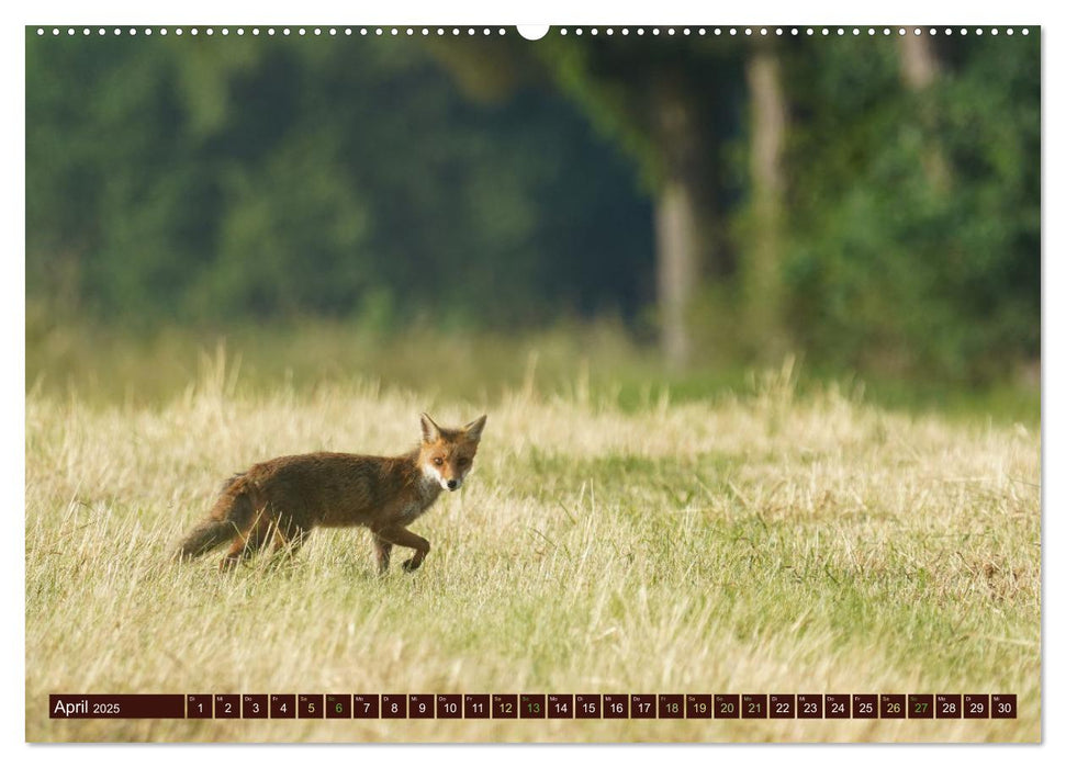 Zauberhafte Wesen - Reineke Fuchs und Meister Lampe (CALVENDO Premium Wandkalender 2025)