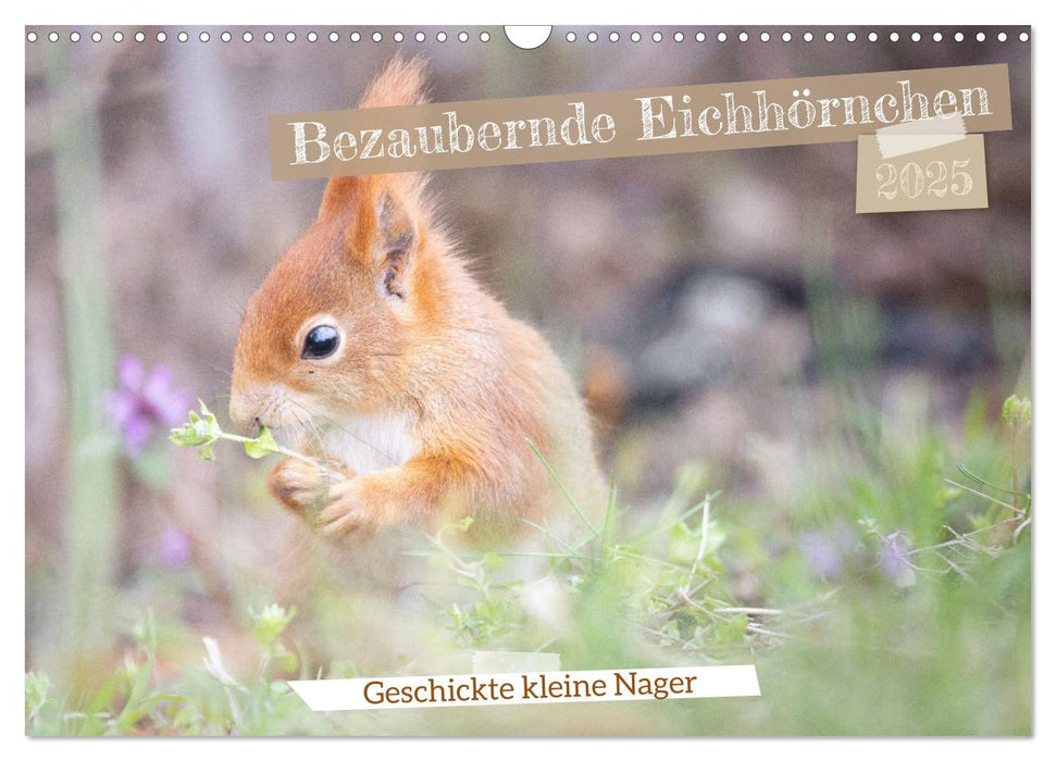 Bezaubernde Eichhörnchen (CALVENDO Wandkalender 2025)