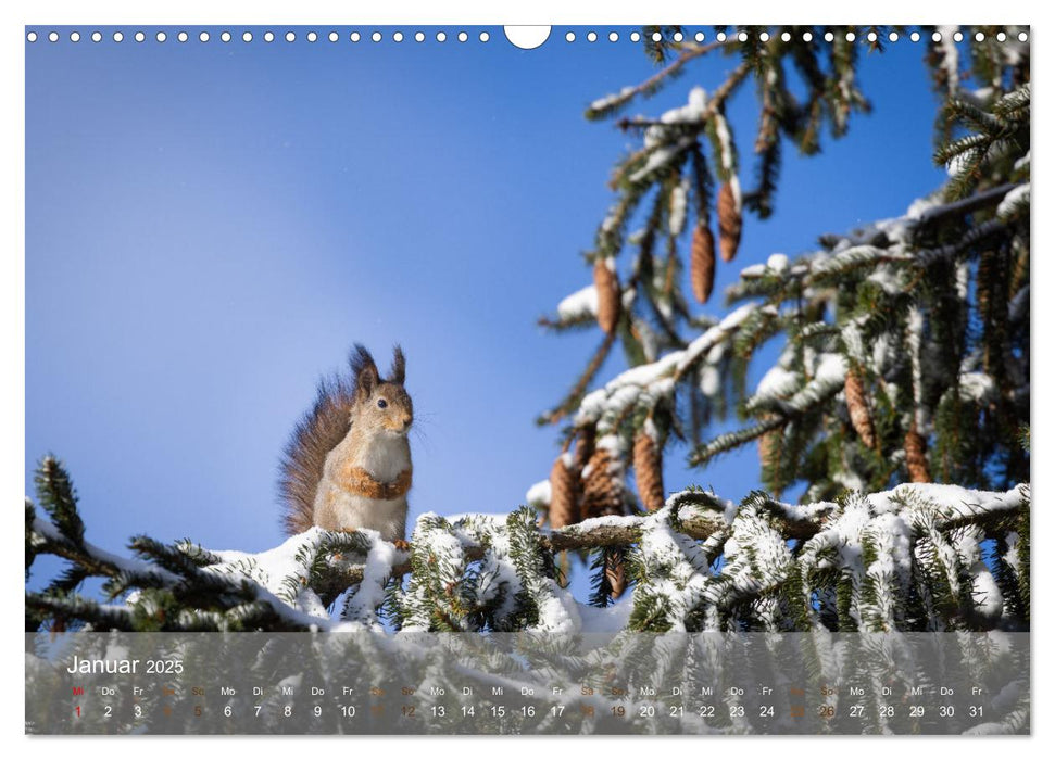 Bezaubernde Eichhörnchen (CALVENDO Wandkalender 2025)