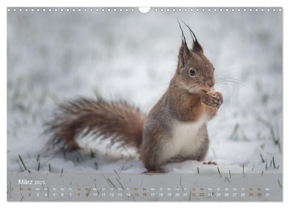 Bezaubernde Eichhörnchen (CALVENDO Wandkalender 2025)