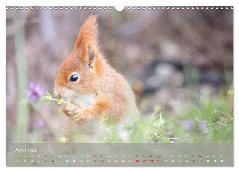 Bezaubernde Eichhörnchen (CALVENDO Wandkalender 2025)