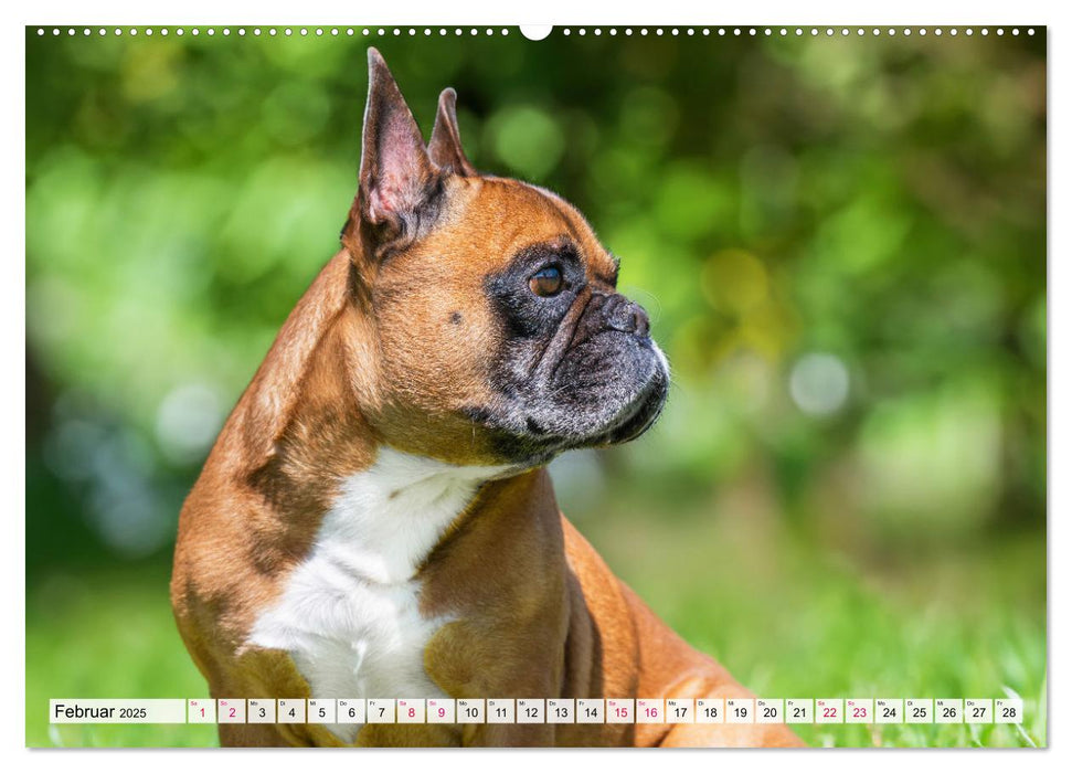 Kleine Helden - Französische Bulldoggen (CALVENDO Wandkalender 2025)