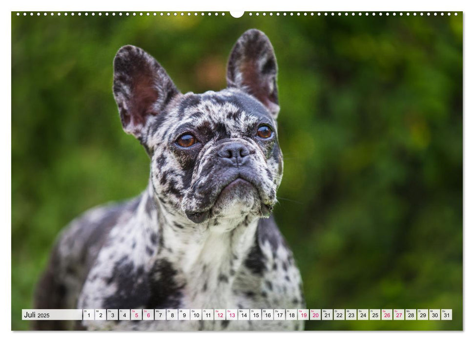 Kleine Helden - Französische Bulldoggen (CALVENDO Premium Wandkalender 2025)