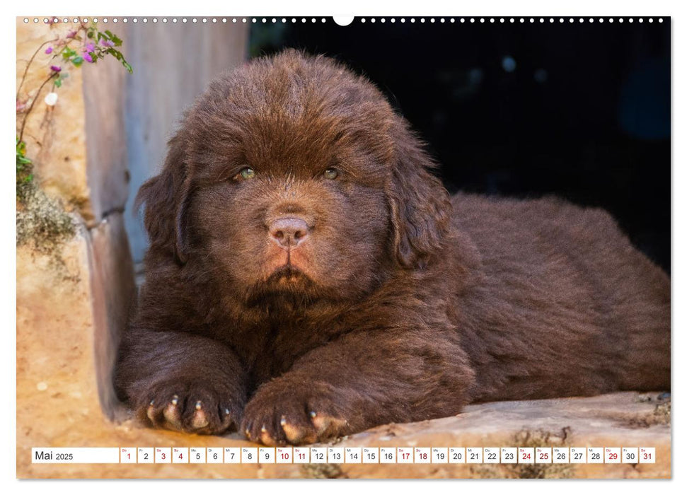 Neufundländer - Kleine Weltentdecker (CALVENDO Wandkalender 2025)