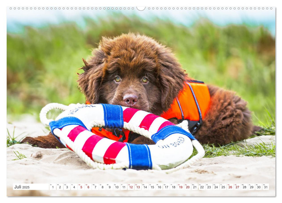 Neufundländer - Kleine Weltentdecker (CALVENDO Premium Wandkalender 2025)