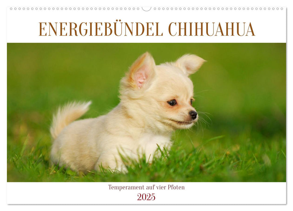 Enegiebündel Chihuahua - Temperament auf vier Pfoten (CALVENDO Wandkalender 2025)