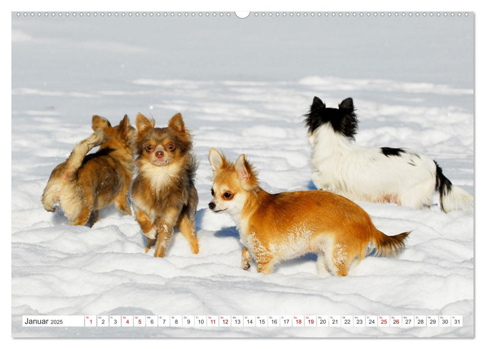 Enegiebündel Chihuahua - Temperament auf vier Pfoten (CALVENDO Premium Wandkalender 2025)