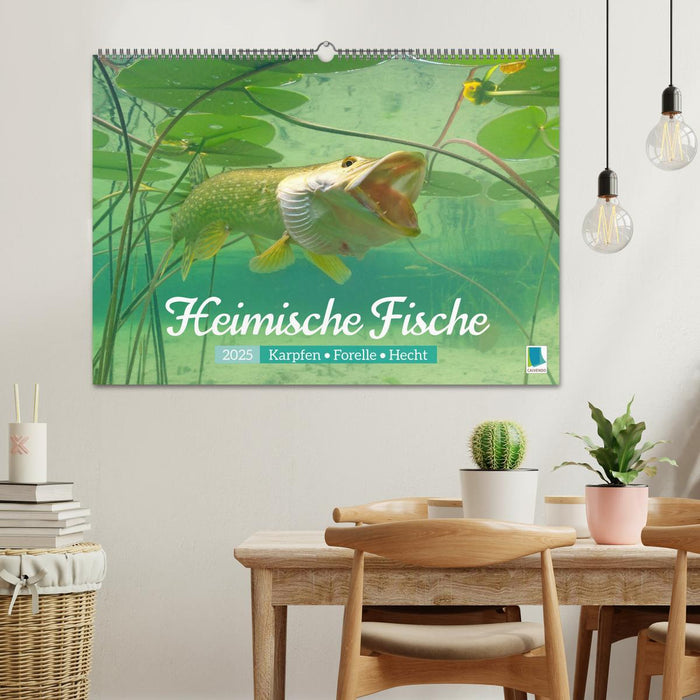 Heimische Fische: Karpfen, Forelle, Hecht (CALVENDO Wandkalender 2025)