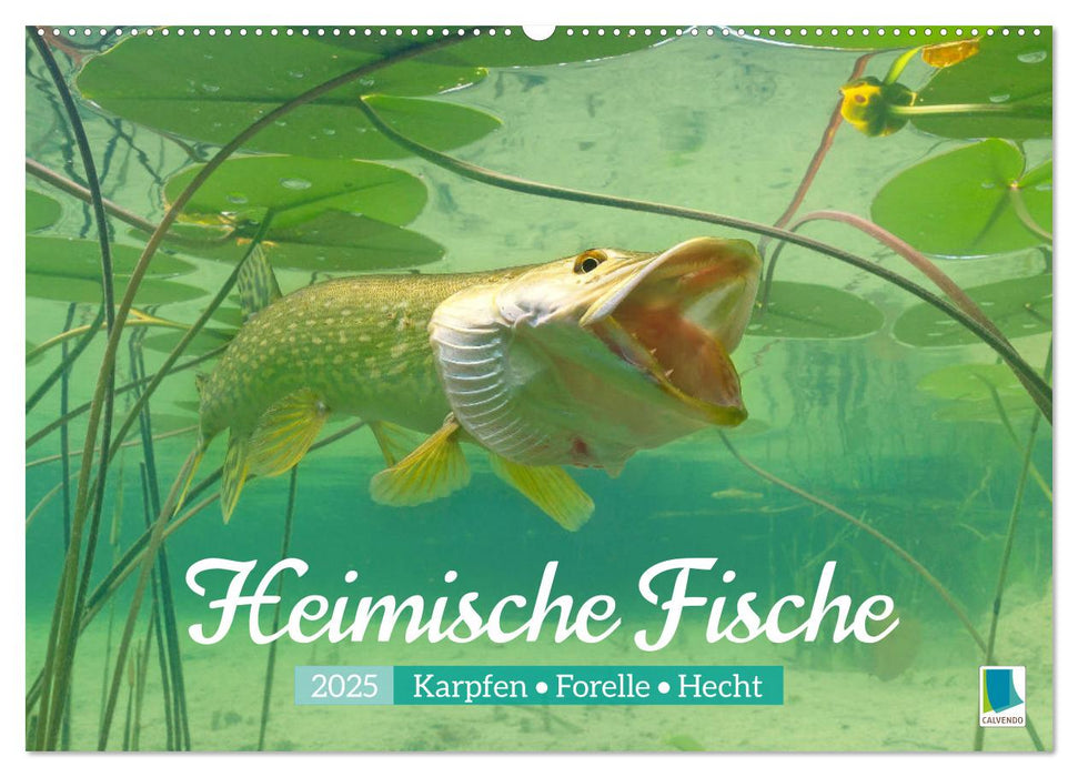 Heimische Fische: Karpfen, Forelle, Hecht (CALVENDO Wandkalender 2025)