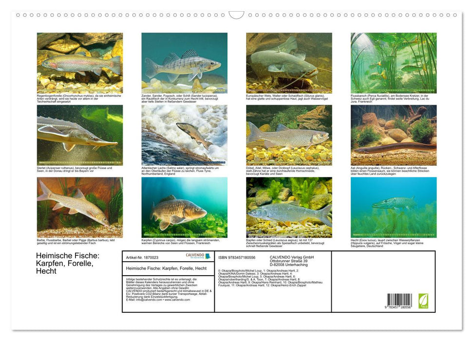 Heimische Fische: Karpfen, Forelle, Hecht (CALVENDO Wandkalender 2025)