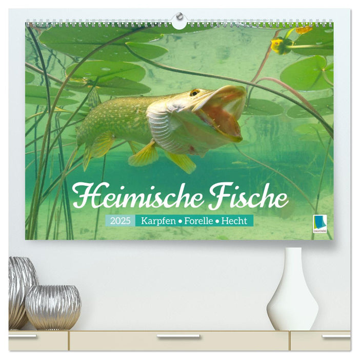 Heimische Fische: Karpfen, Forelle, Hecht (CALVENDO Premium Wandkalender 2025)