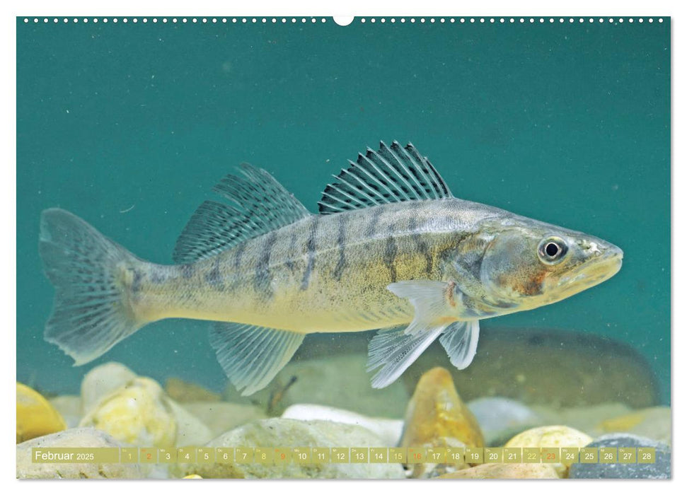 Heimische Fische: Karpfen, Forelle, Hecht (CALVENDO Premium Wandkalender 2025)