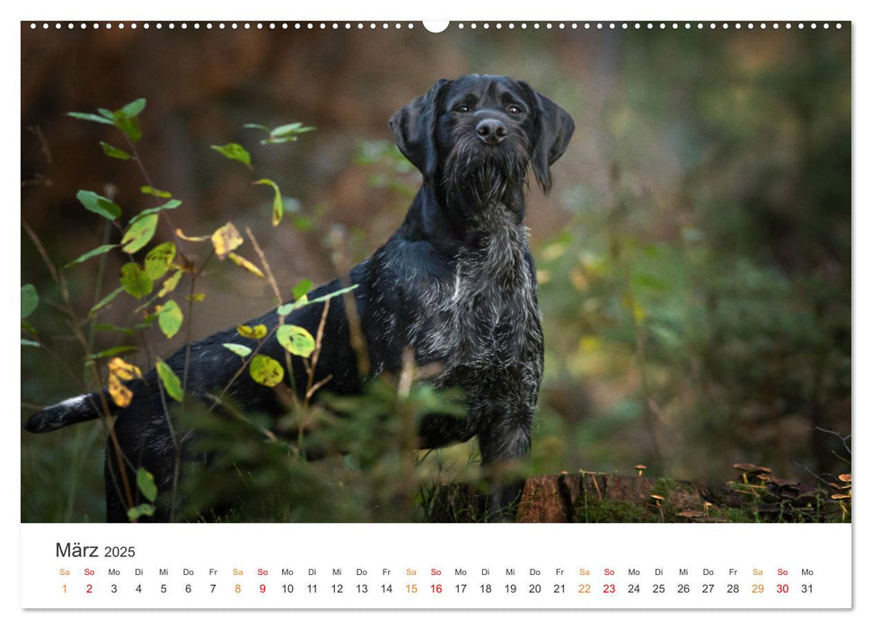 Treue Jagdgefährten - Jagdhunderassen im Portrait (CALVENDO Wandkalender 2025)