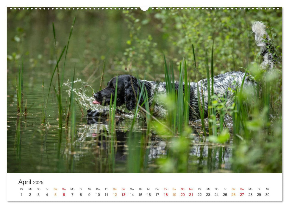 Treue Jagdgefährten - Jagdhunderassen im Portrait (CALVENDO Wandkalender 2025)