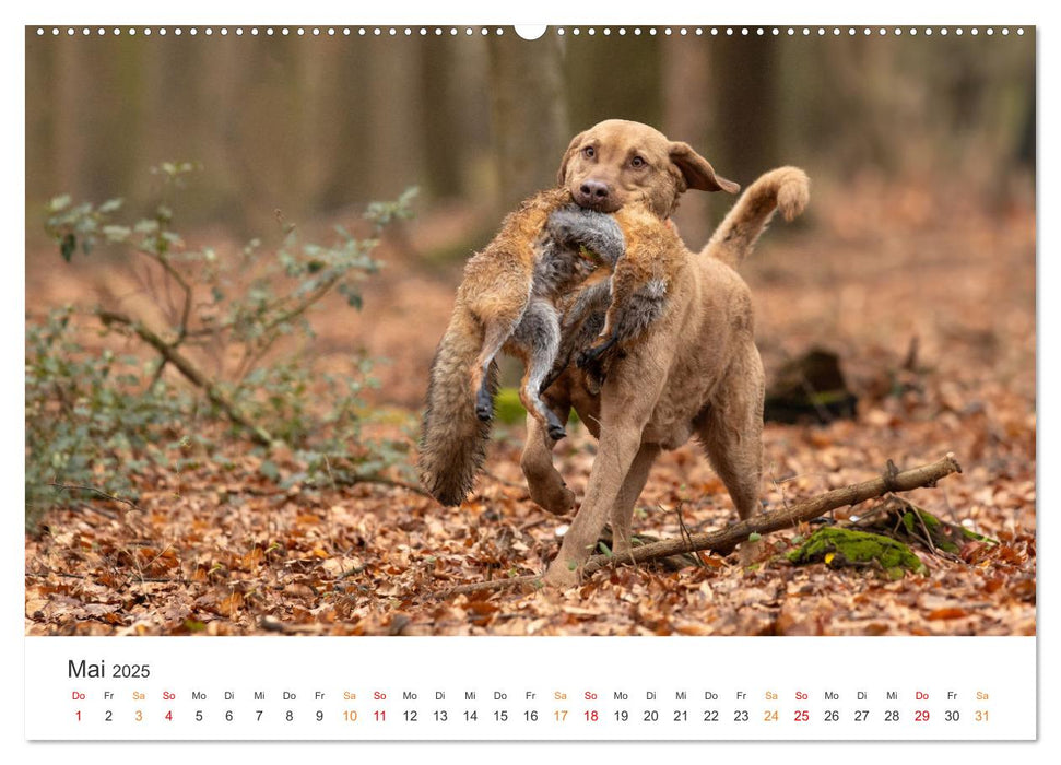 Treue Jagdgefährten - Jagdhunderassen im Portrait (CALVENDO Wandkalender 2025)