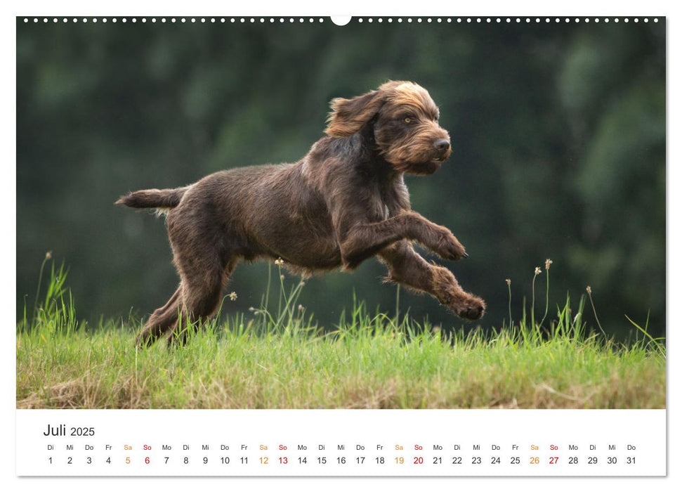 Treue Jagdgefährten - Jagdhunderassen im Portrait (CALVENDO Premium Wandkalender 2025)