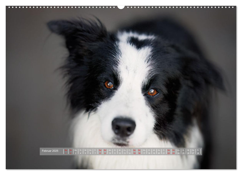 Pfotenblitzers Hütehunde - Hüter der Herzen (CALVENDO Wandkalender 2025)