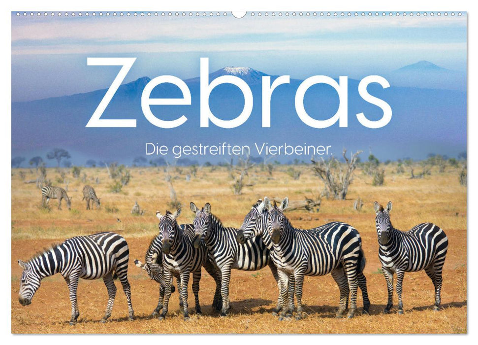 Zebras - Die gestreiften Vierbeiner. (CALVENDO Wandkalender 2025)