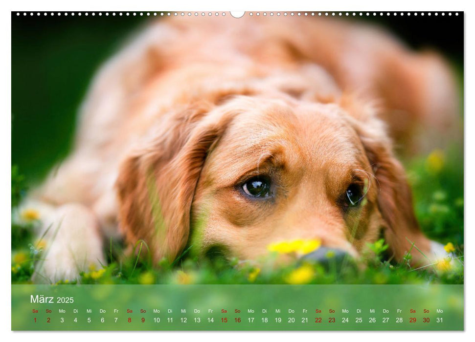 Pfotenblitzers Retriever Mit DIR hol ich die Sterne vom Himmel (CALVENDO Wandkalender 2025)