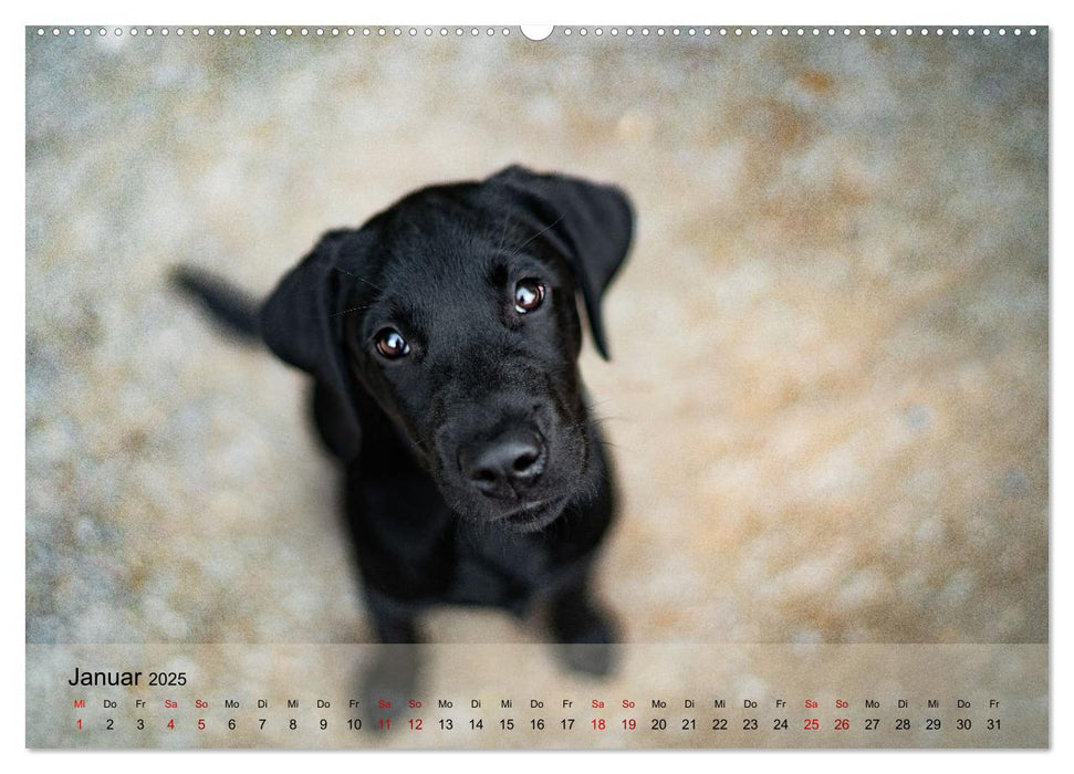 Pfotenblitzers Retriever Mit DIR hol ich die Sterne vom Himmel (CALVENDO Premium Wandkalender 2025)